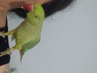 Pakistan papağanı börü ismi