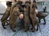 Safkan Irk Garantili Belçika Kurdu