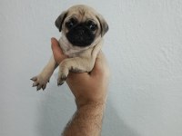 Pug mops yavrularımız teslime hazır