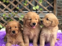 Golden Retriever Yavruları