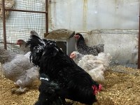 BLACK BLUE BRAHMA KULUÇKALIK YUMURTA & CİVCİV