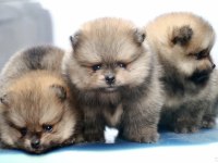 Pomeranian Boo Ayı Surat