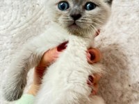 7 haftalık scottish fold yavrular yeni evine gitmeye hazır