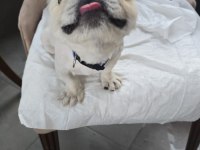 5 aylık erkek imperial pekinez
