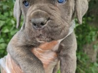 Irk ve sağlık garantili CANE CORSO yavrular