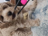 İzmir erkek maltipoo