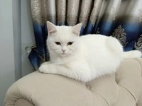 Yetişkin dişi kedimiz 1.5 puan