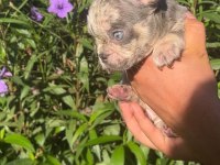 Ev Ortamında Bakılan Renkli Gözlü French Bulldog Yavrular