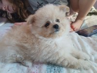 1.5 Aylık Pomeranian Ayı Surat Sarı Tüylü