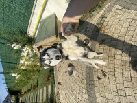 Sibirya kurdu husky orjinal dişi