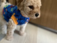 Maltipoo yavru köpeğimiz