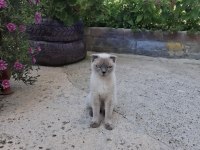 BRİTİSH BLUEPOİNT SAHİPSİZ 1 YAŞINDA GALIBA KEDİMİZ
