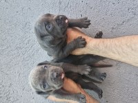 Cane Corso Köpeği