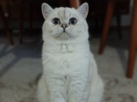 Dişi annelik garantili british shorthair