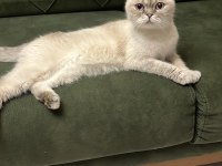 3 Yaşında Scottish Fold Dişi