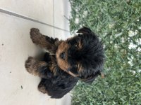 Bebek Yorkie Son Kalan Erkek Yavru