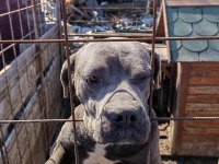 CANE CORSO BLUE DİŞİ 2 YAŞINDA HİÇ EŞ GÖRMEMİŞ