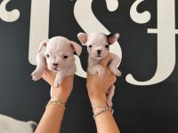 FRANCE BULLDOG BEBEKLER