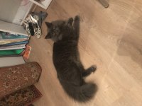 Ücretsiz british longhair kedimiz