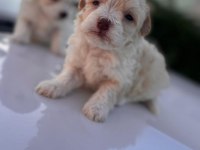 Orijinal Maltese 0 Boy Yavrularımız