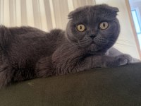 Scottish Fold alanya içi sadece