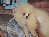 Pomeranian boo antalya dişi