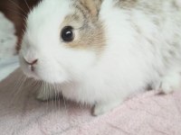 Holanda Lop Mini Lop Cüce Tavşanlar Gönderim Var