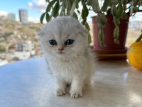 Scottish fold kırık kulak