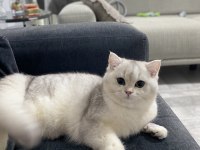 Kedimiz Tommycik yeni yuva arayışında