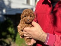 Kore Teacup Poodle Çiftlikten