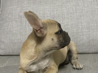 İki buçuk aylık güzeller güzeli french bulldog yavrular