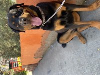 Çipli kimlikli rottweiler