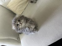 Şecereli 50 günlük british longhair