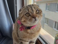 Kırık kulak scottish fold kızımıza yuva
