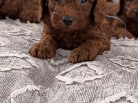 Toy poodle yavrular