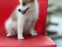 Pomeranian spitz eğitimli aşıları tam acil