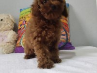 Rengarenk poodle Minnoşlar sizlerin olmaya hazır