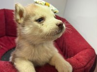 TESLİME HAZIR HUSKY BEBEKLER