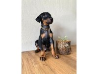 2 Aylik Sadik Soldier Doberman Yavrularim