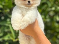 pati ver sizler için burada pomeranian
