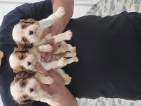 Safkan ırk garantili cavalier king charles