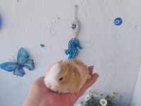Cüce tavşan yavrusu