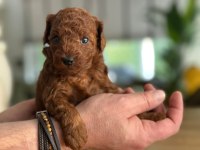Toy Poodle Yavrular Aşılı Mikroçipli Pasaportlu