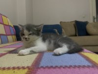 2 aylık kedimiz