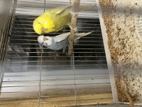 40 GÜNLÜK ELE ALIŞIK ERKEK SHOW JUMBO MUHABBET KUŞLAR