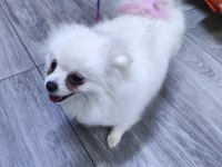 Antalya dan sağlıklı yavru köpekler iş yerinden teslim