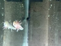 Axolotl Yavru 10 Cm