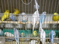 Yavru ve yetişkin muhabbet kuşları