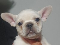 Yavru french bulldog