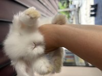 Teddy lop tavşanı